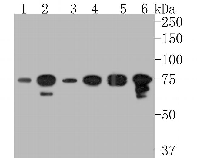 DDX3 Antibody in Western Blot (WB)