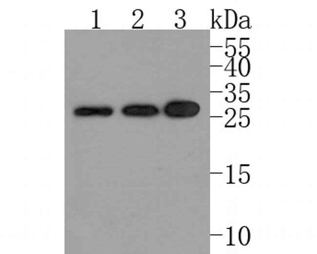 RANBP1 Antibody in Western Blot (WB)