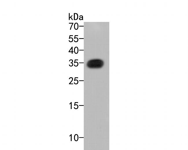 mCherry Antibody in Western Blot (WB)