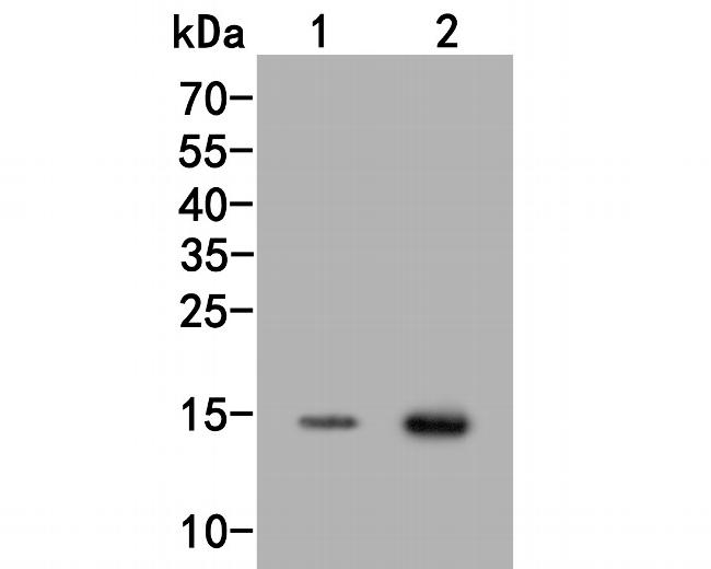 H3K18ac Antibody in Western Blot (WB)