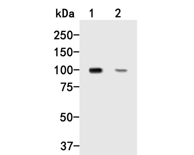 Dynamin 3 Antibody in Western Blot (WB)