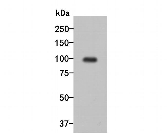 Dynamin 3 Antibody in Western Blot (WB)