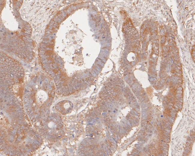 cGAS Antibody in Immunohistochemistry (Paraffin) (IHC (P))