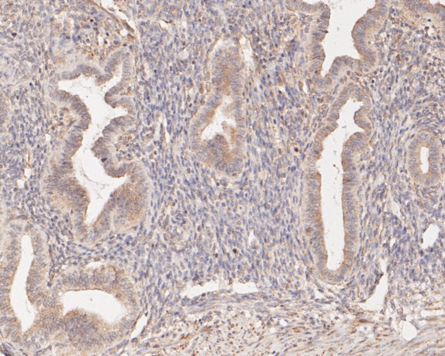 cGAS Antibody in Immunohistochemistry (Paraffin) (IHC (P))