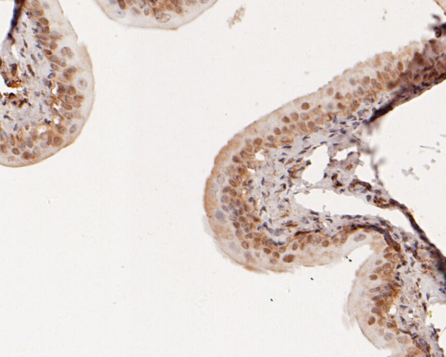 cGAS Antibody in Immunohistochemistry (Paraffin) (IHC (P))