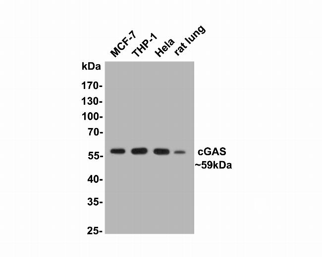 cGAS Antibody in Western Blot (WB)