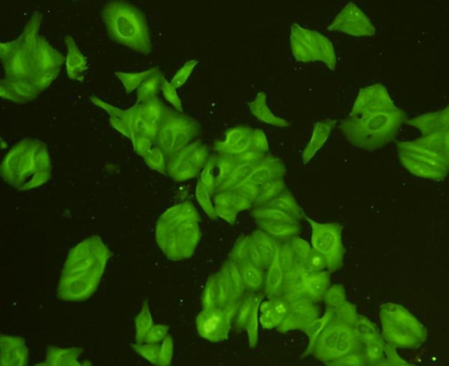 CDK1 Antibody in Immunocytochemistry (ICC/IF)