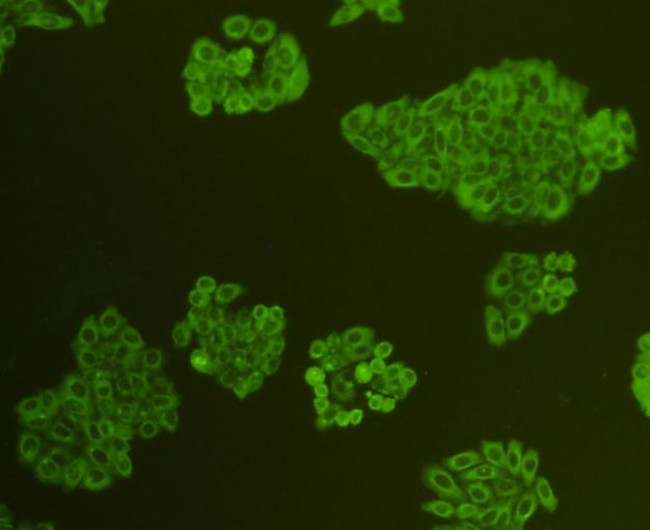 CDK1 Antibody in Immunocytochemistry (ICC/IF)