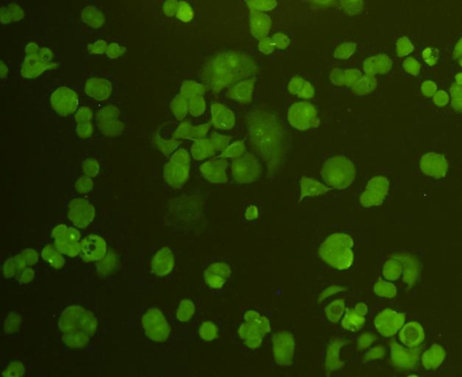 CDK1 Antibody in Immunocytochemistry (ICC/IF)