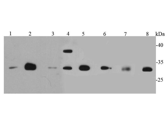 CDK1 Antibody in Western Blot (WB)