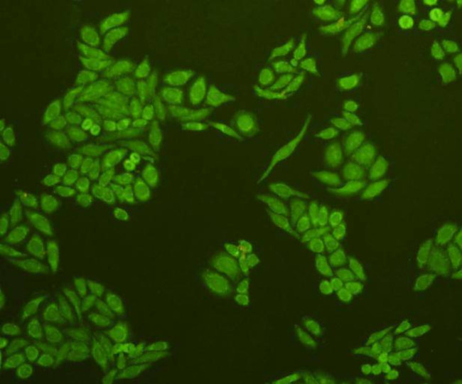 Caspase 3 Antibody in Immunocytochemistry (ICC/IF)