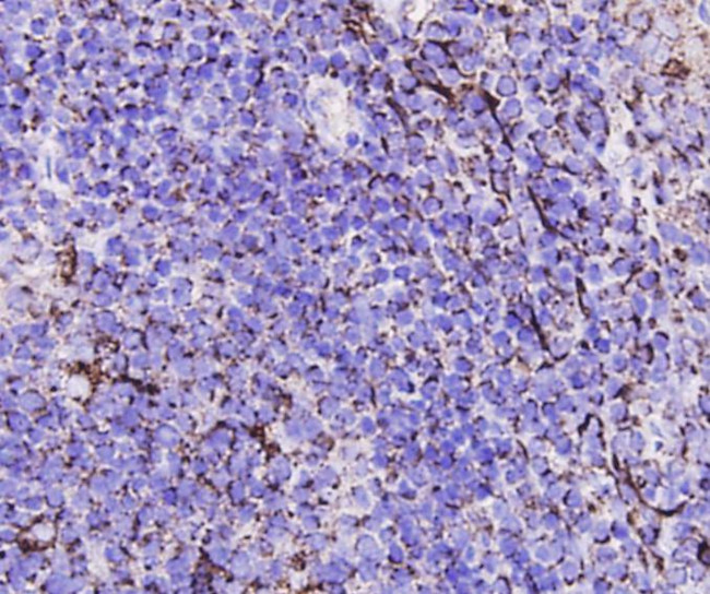 Caspase 3 Antibody in Immunohistochemistry (Paraffin) (IHC (P))