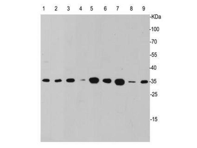 Caspase 3 Antibody in Western Blot (WB)