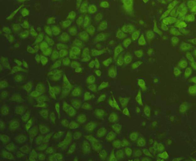 VEGF Antibody in Immunocytochemistry (ICC/IF)