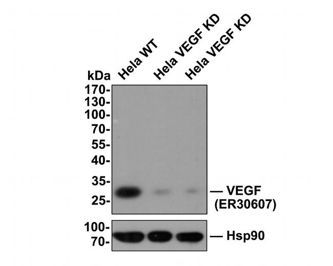 VEGF Antibody in Western Blot (WB)