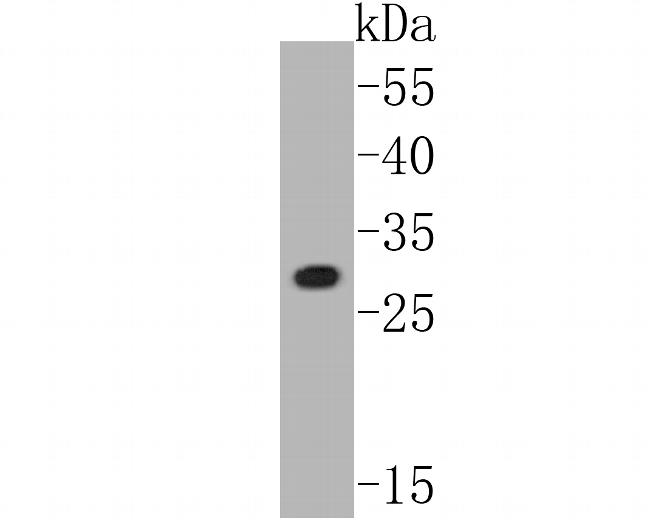 Connexin 26 Antibody in Western Blot (WB)