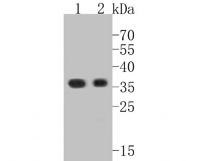 Claudin 18 Antibody in Western Blot (WB)