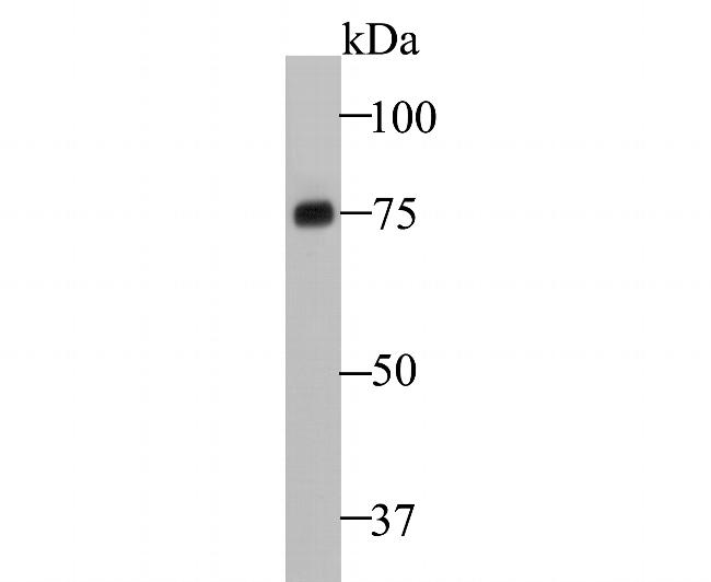 Pannexin 2 Antibody in Western Blot (WB)