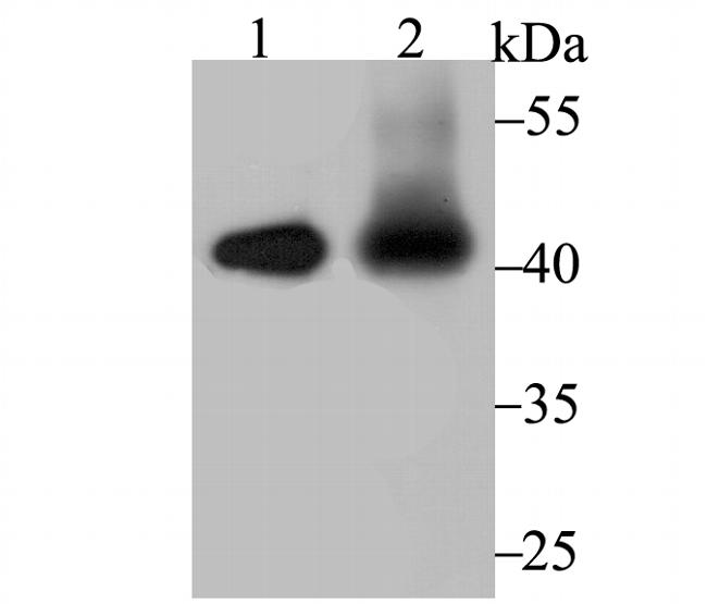 IL-12 p40 Antibody in Western Blot (WB)