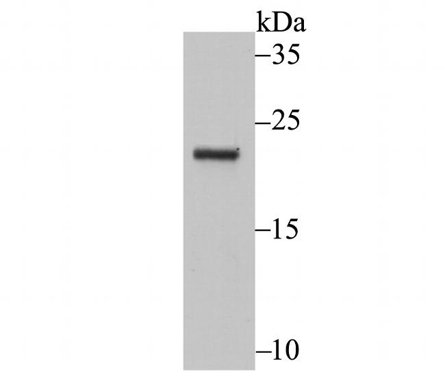 Securin Antibody in Western Blot (WB)