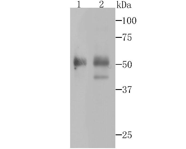 PAX8 Antibody in Western Blot (WB)