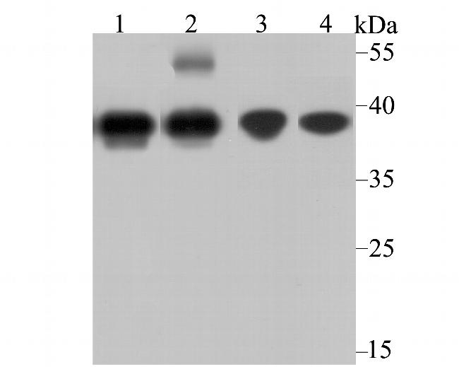 APE1 Antibody in Western Blot (WB)