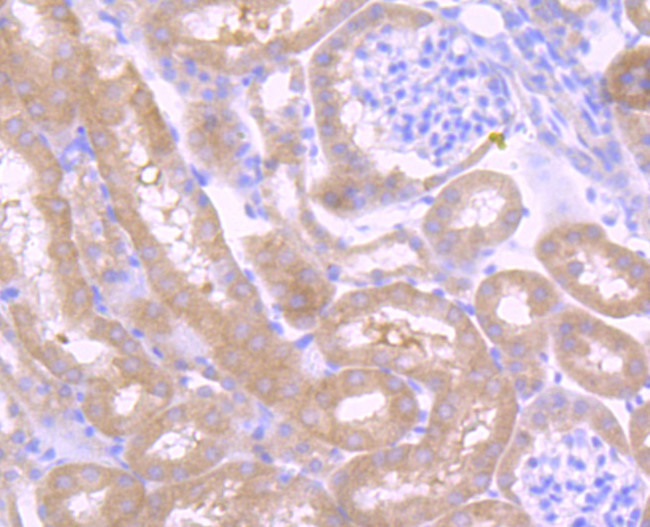 Osteopontin Antibody in Immunohistochemistry (Paraffin) (IHC (P))