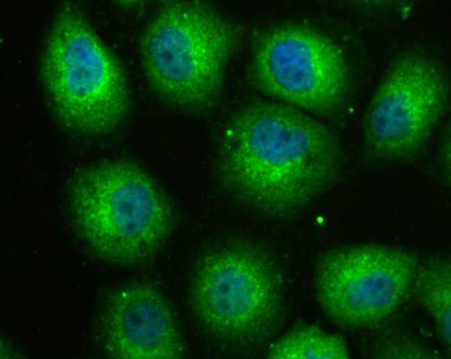 IDO Antibody in Immunocytochemistry (ICC/IF)