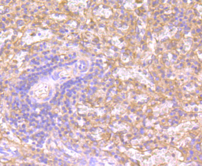 IDO Antibody in Immunohistochemistry (Paraffin) (IHC (P))