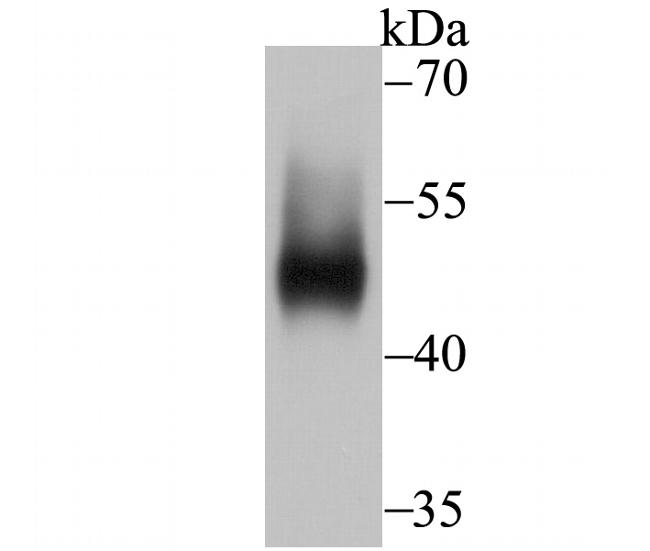 IDO Antibody in Western Blot (WB)