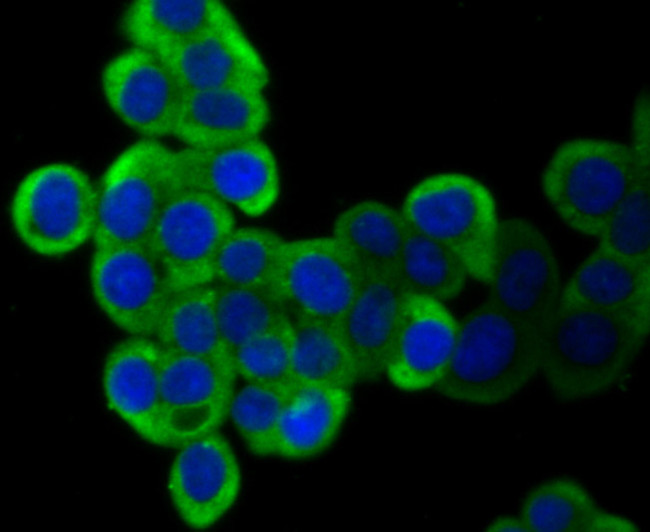 SHP2 Antibody in Immunocytochemistry (ICC/IF)