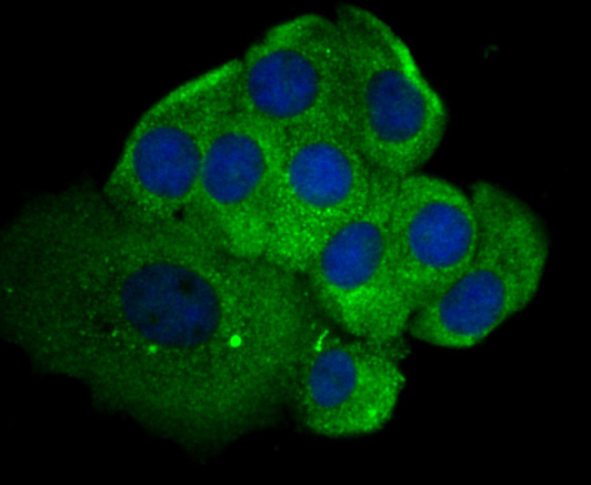 SHP2 Antibody in Immunocytochemistry (ICC/IF)