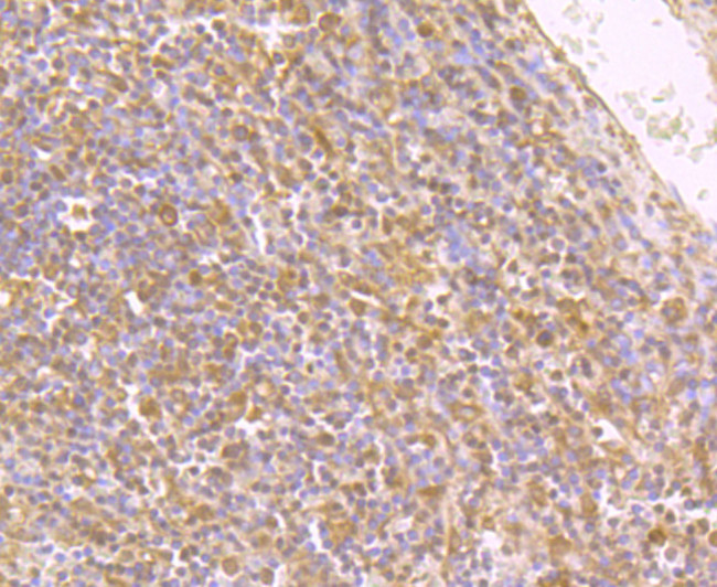 IL-4 Antibody in Immunohistochemistry (Paraffin) (IHC (P))