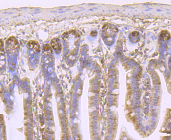 IL-4 Antibody in Immunohistochemistry (Paraffin) (IHC (P))