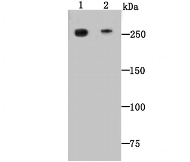 DOPEY2 Antibody in Western Blot (WB)