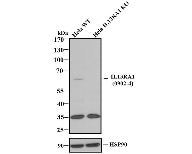 IL13RA1 Antibody in Western Blot (WB)