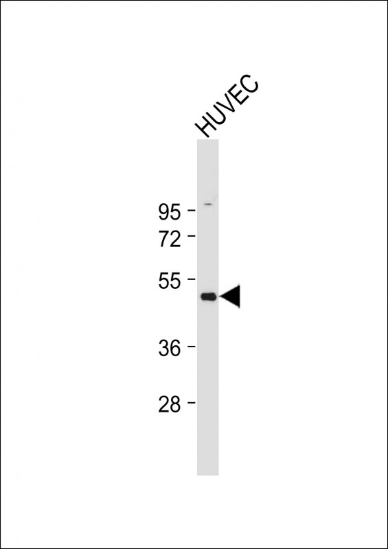 beta-2 Adrenergic Receptor Antibody in Western Blot (WB)