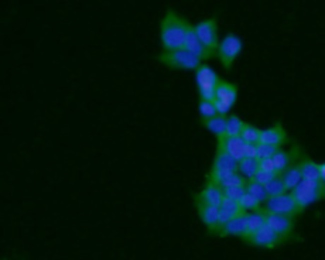 ARF1 Antibody in Immunocytochemistry (ICC/IF)