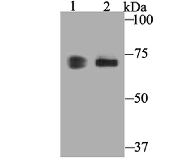 COX1 Antibody in Western Blot (WB)