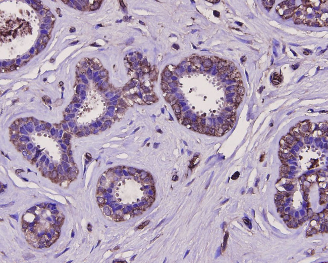 Osteopontin Antibody in Immunohistochemistry (Paraffin) (IHC (P))