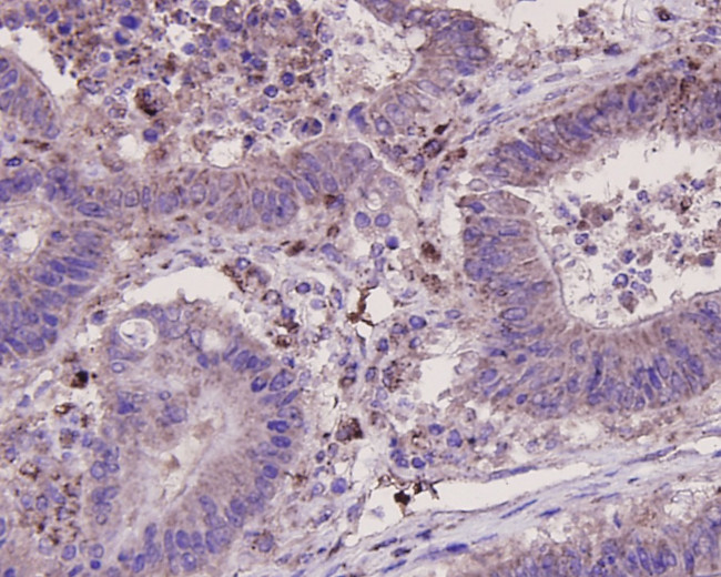 Osteopontin Antibody in Immunohistochemistry (Paraffin) (IHC (P))