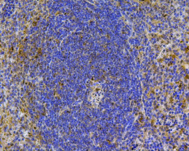 CD24 Antibody in Immunohistochemistry (Paraffin) (IHC (P))