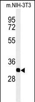 REA Antibody in Western Blot (WB)