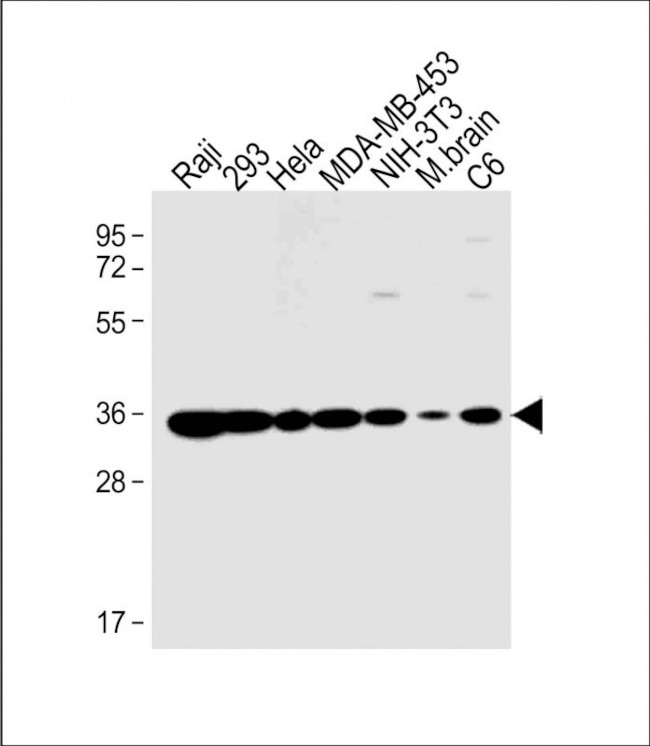 REA Antibody in Western Blot (WB)