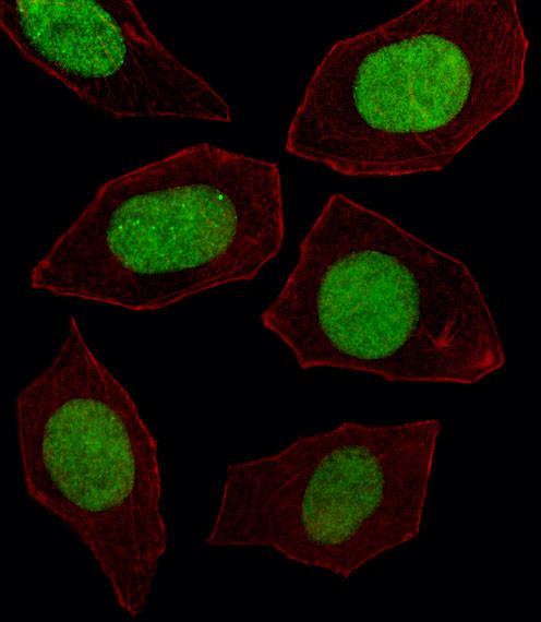 EN1 Antibody in Immunocytochemistry (ICC/IF)