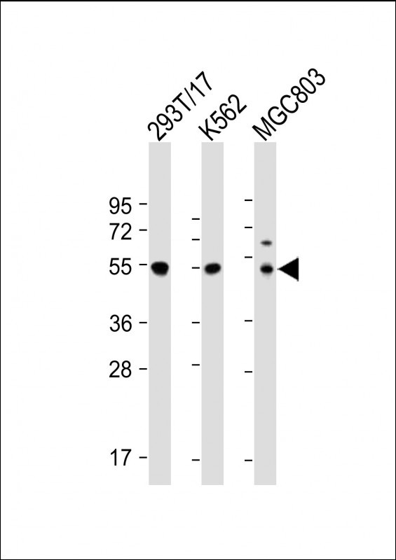 Cyclin A2 Antibody in Western Blot (WB)