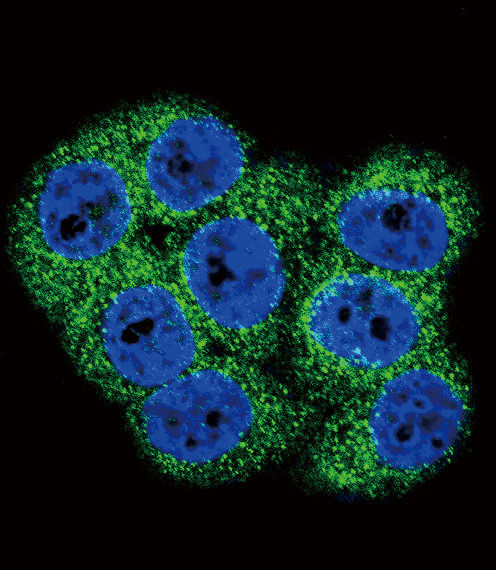 MCK10 Antibody in Immunocytochemistry (ICC/IF)