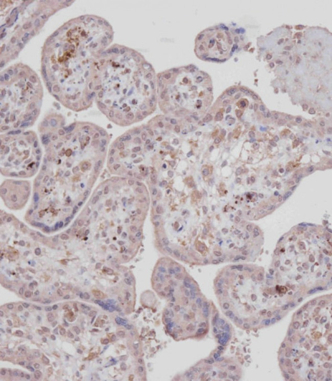 MCK10 Antibody in Immunohistochemistry (Paraffin) (IHC (P))