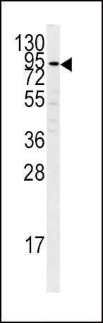 Plasminogen Antibody in Western Blot (WB)