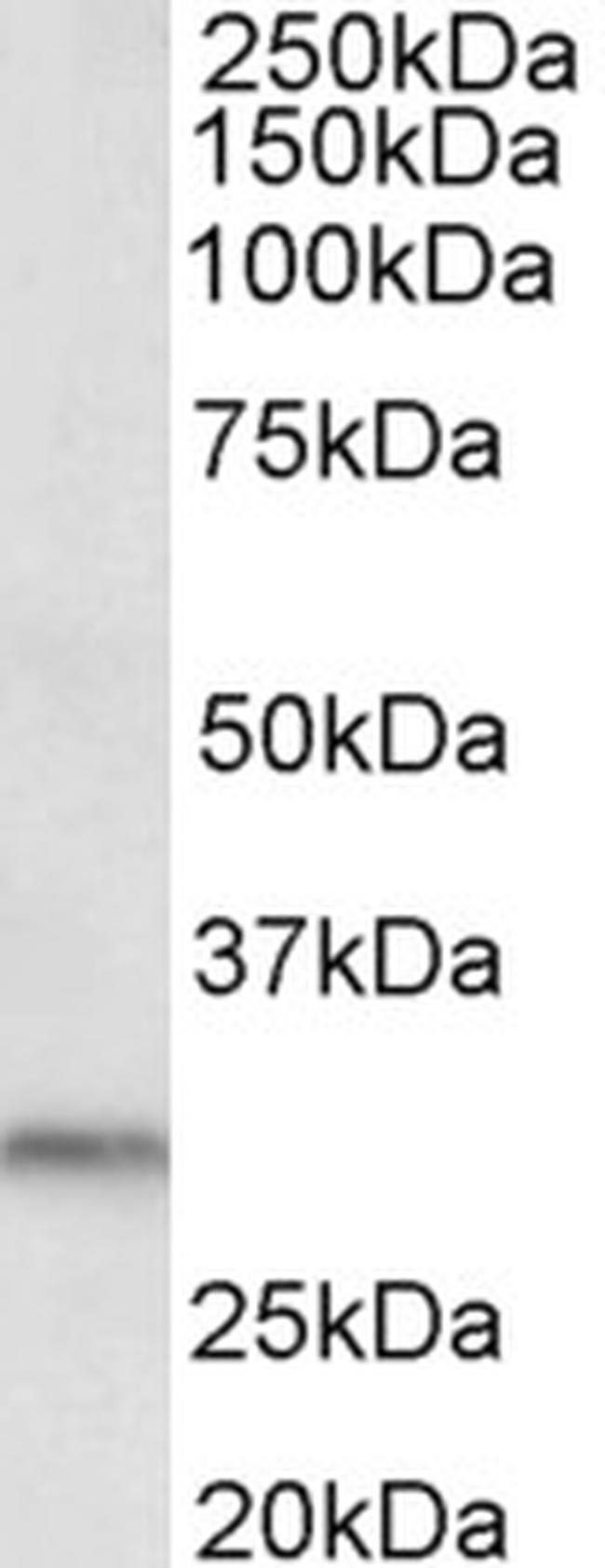 DAPP1 Antibody in Western Blot (WB)